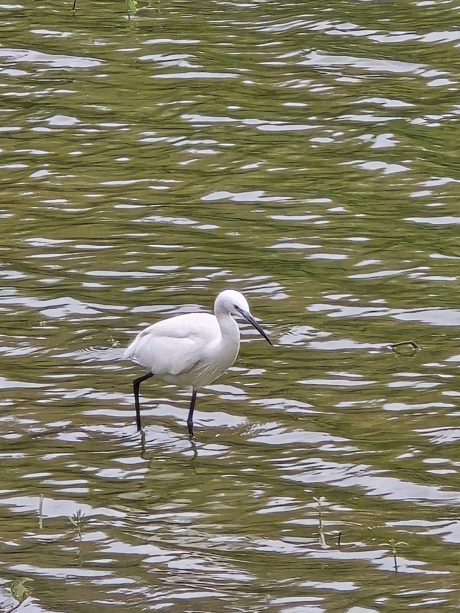 Малая белая цапля - ML645704676