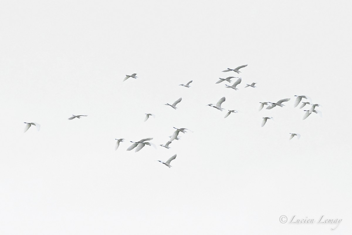 Большая белая цапля - ML645704677