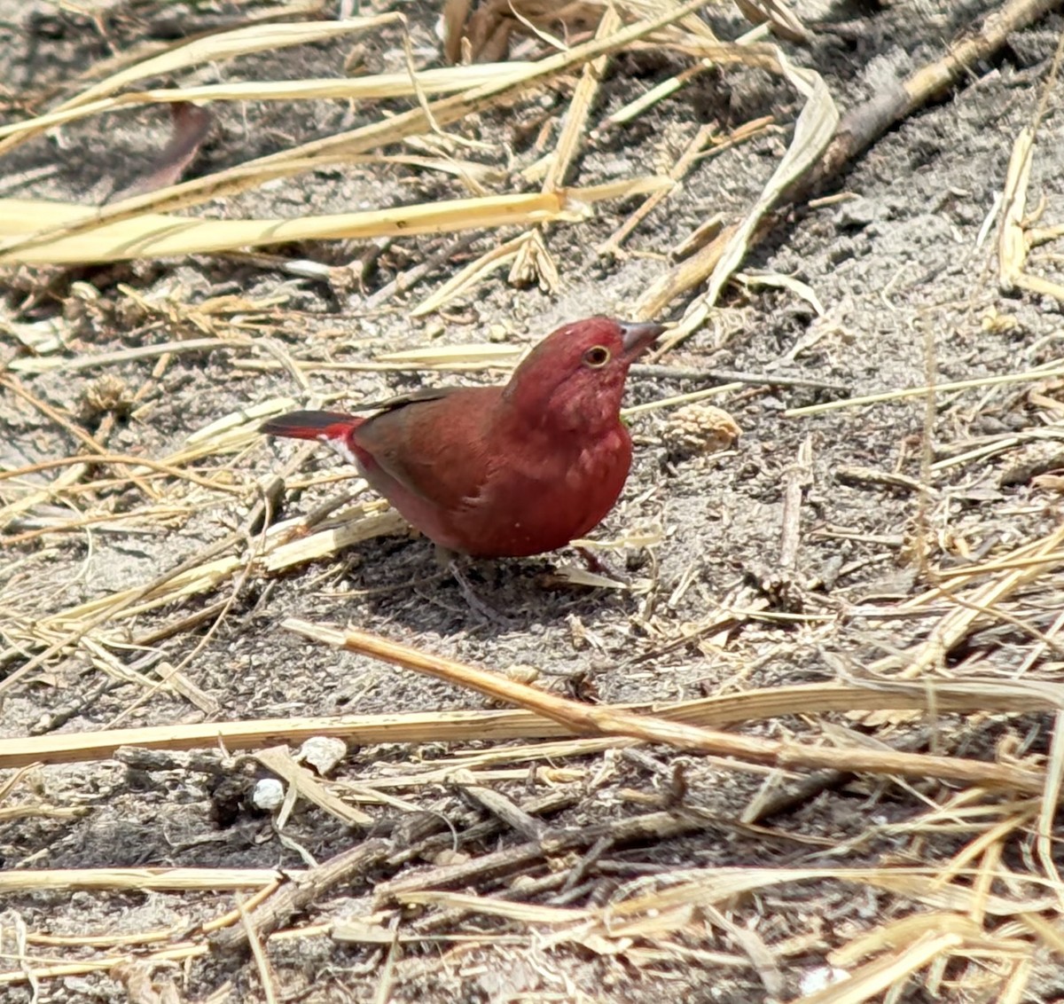 Крошечный амарант - ML645704678