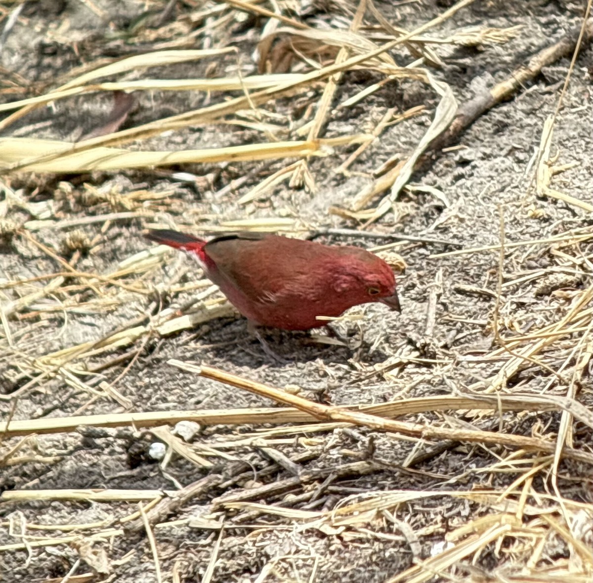 Крошечный амарант - ML645704679