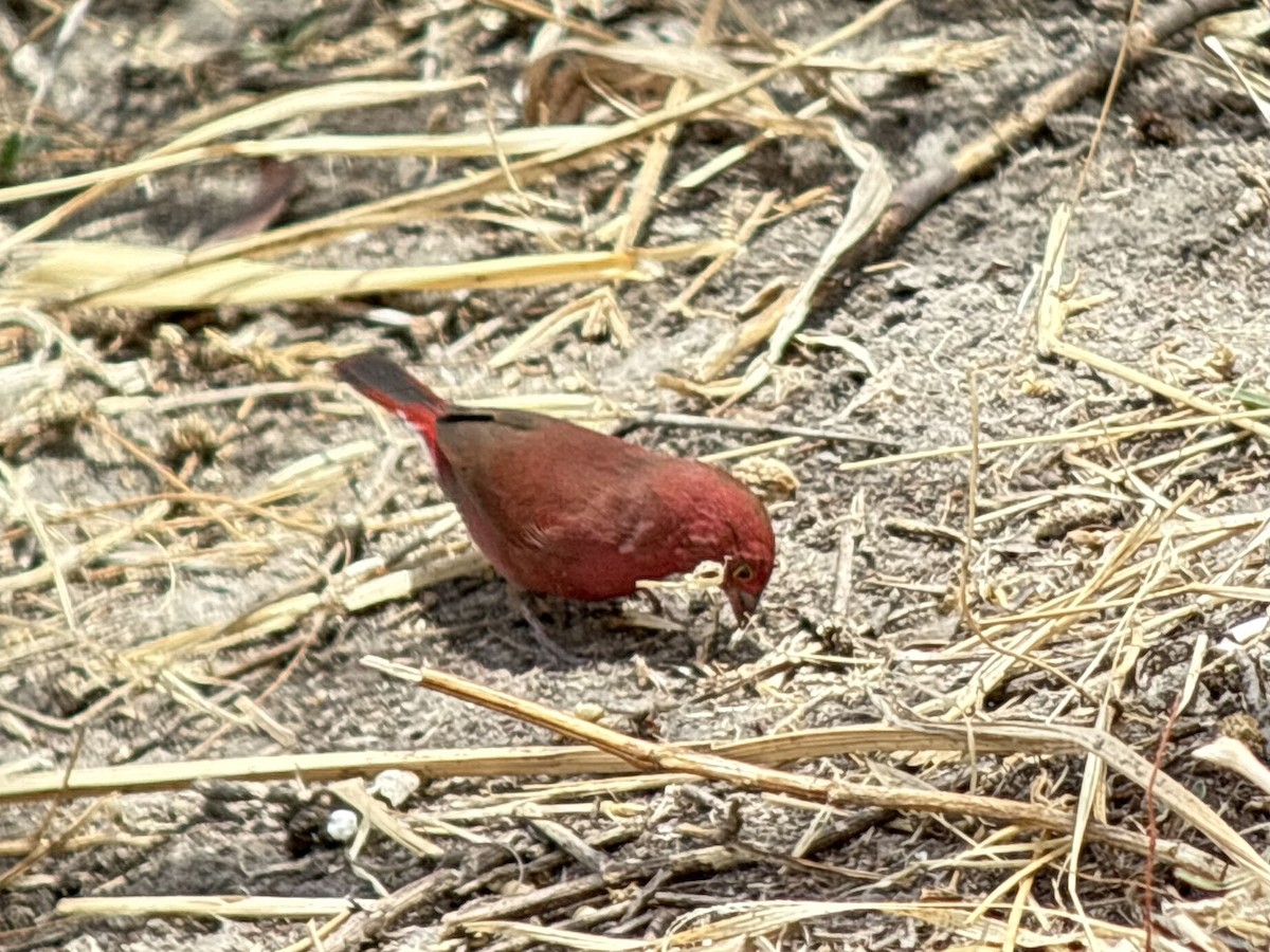 Крошечный амарант - ML645704680