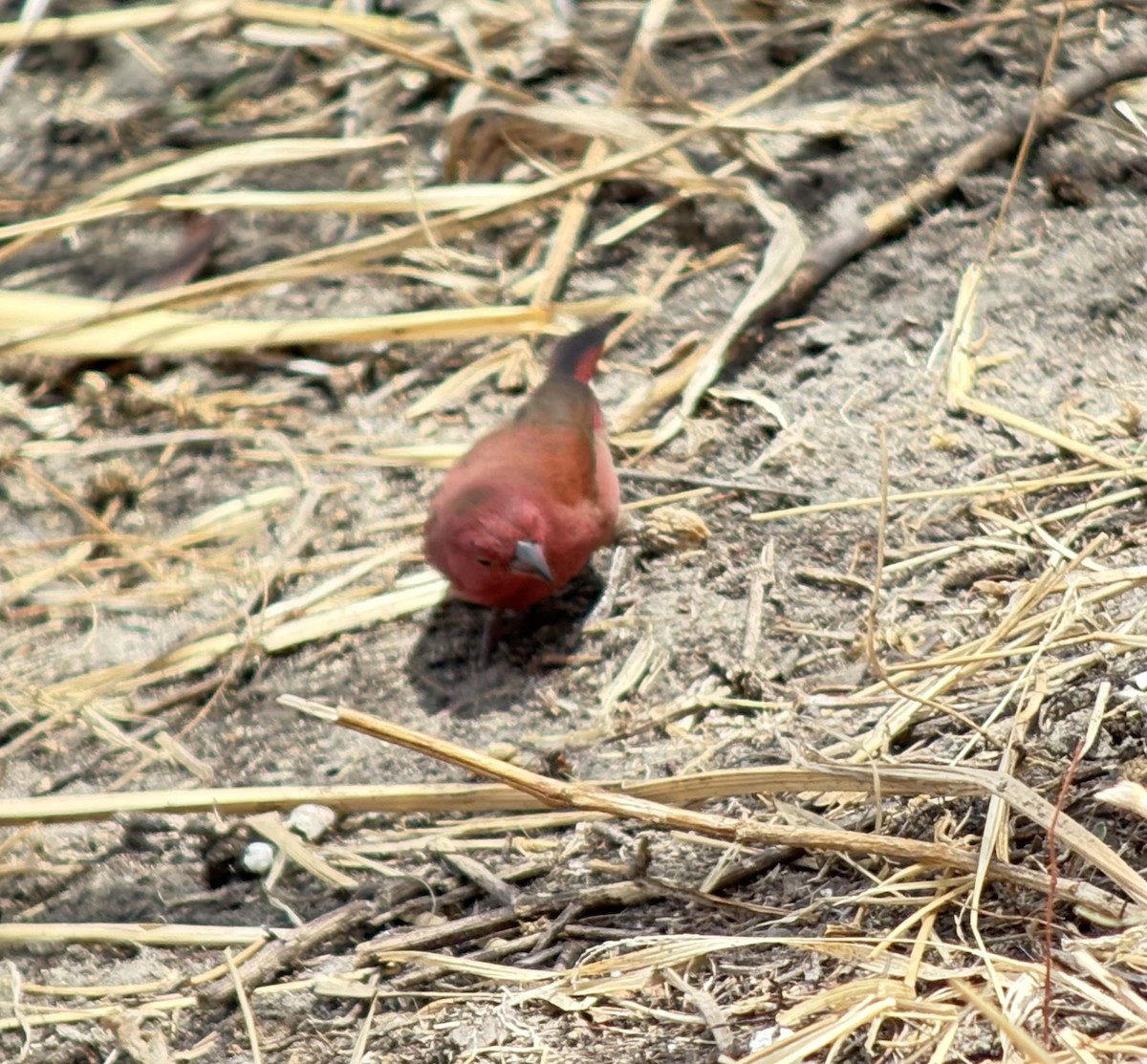 Крошечный амарант - ML645704681