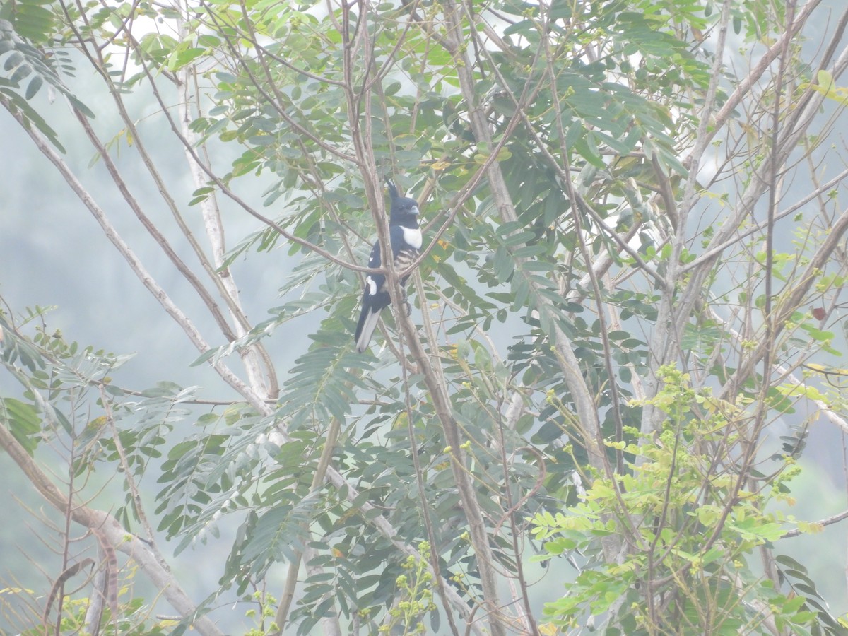 Чёрная база - ML645704684