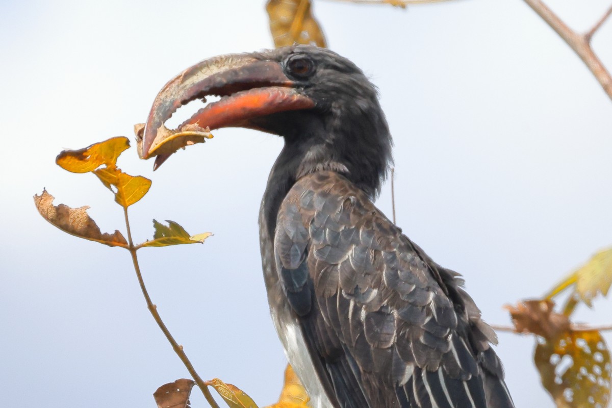 Абиссинский токо - ML645704685