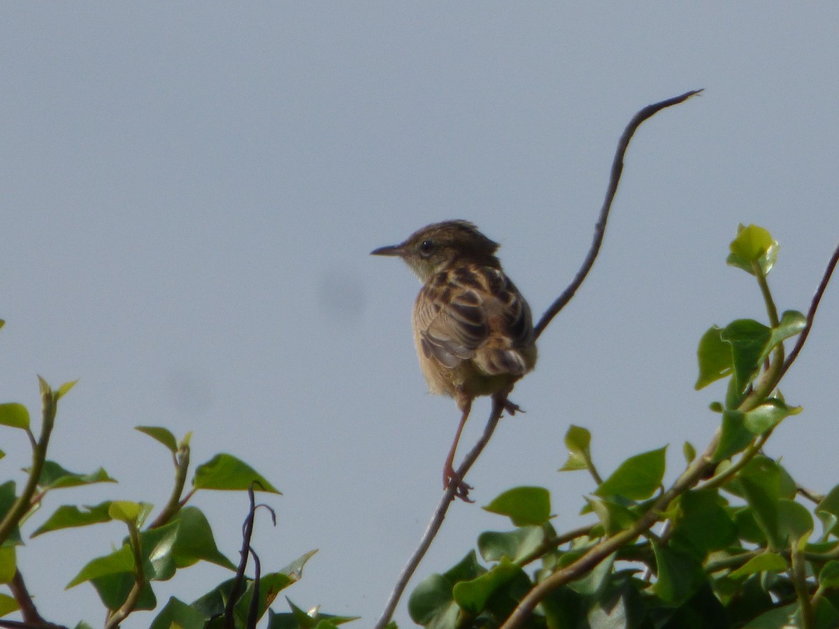 Золотистая цистикола - ML645704687