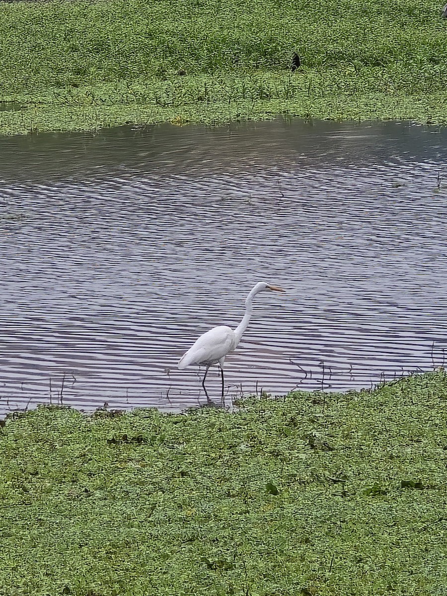 Большая белая цапля - ML645704688