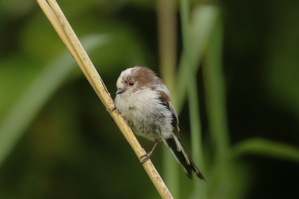 Лазоревка - ML645704689