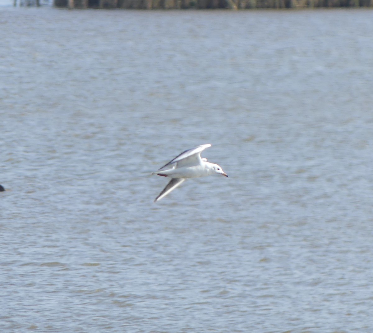 Озёрная чайка - ML645704690