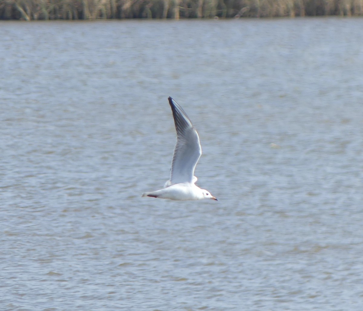 Озёрная чайка - ML645704691