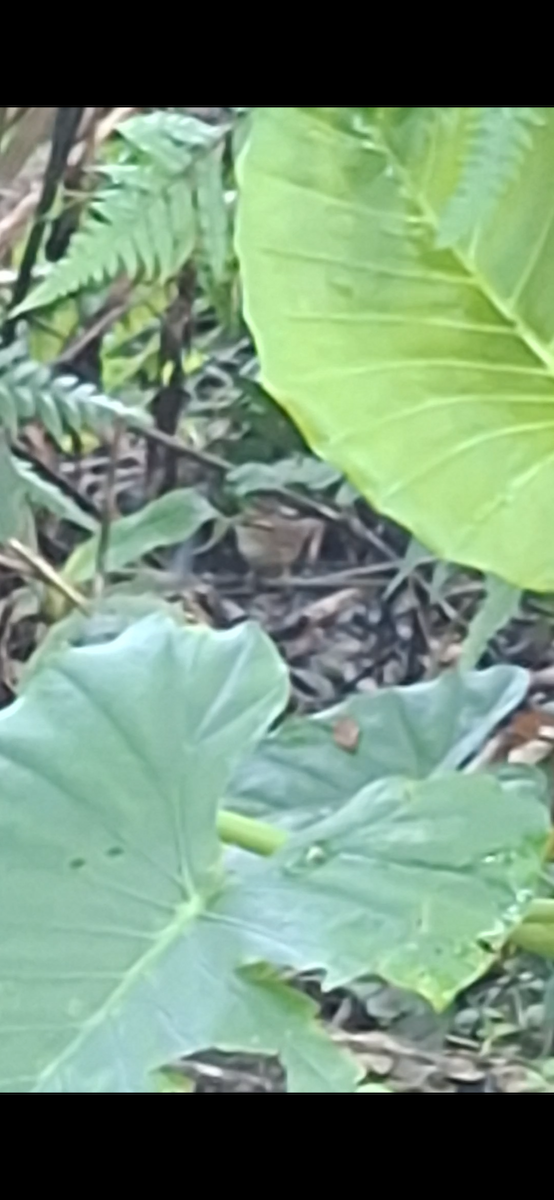 Asian Stubtail - ML645704693