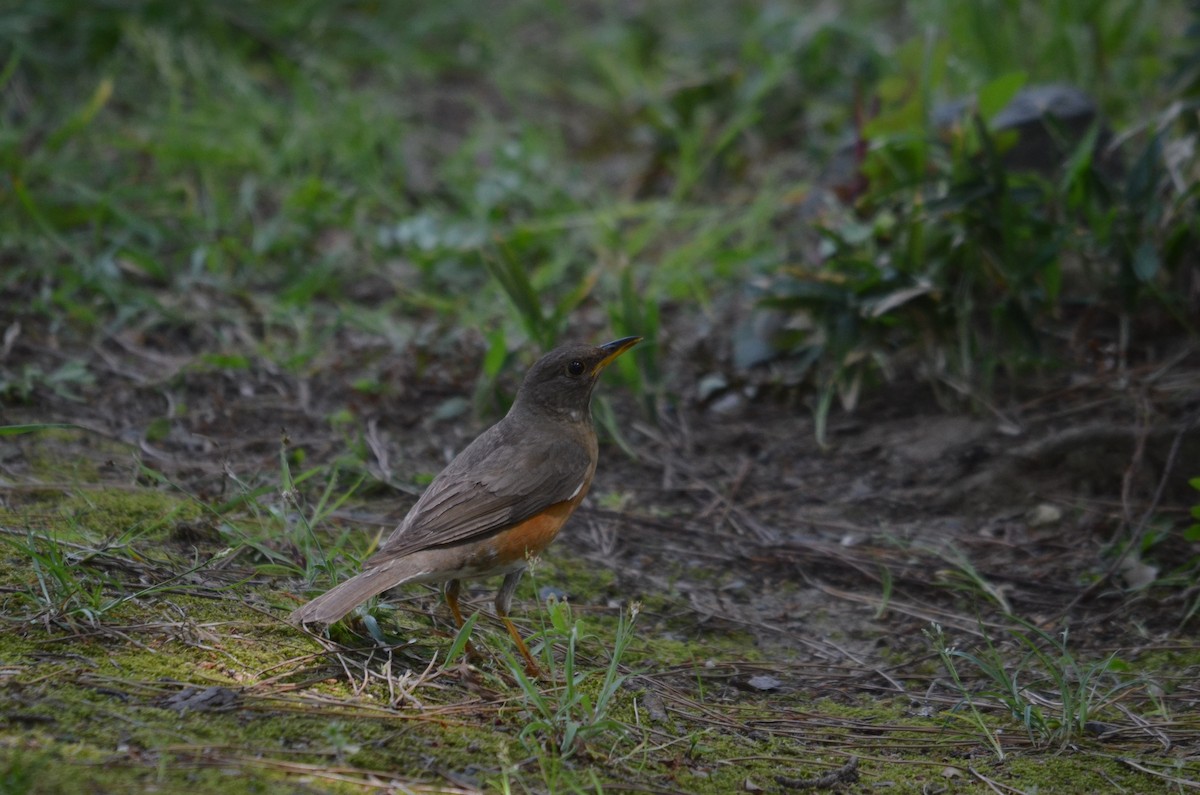 赤腹鶇 - ML645704695