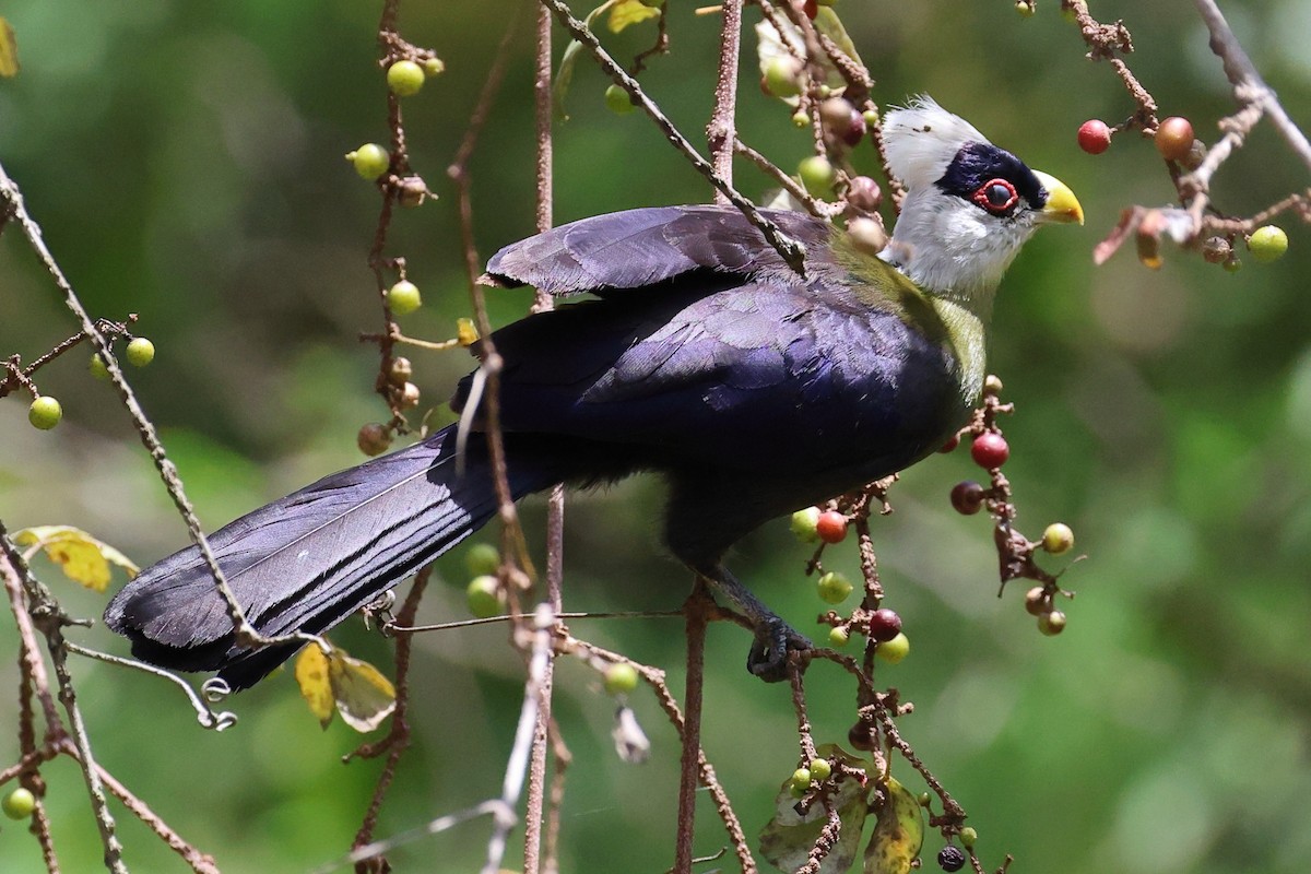 White-crested Turaco - ML645704719