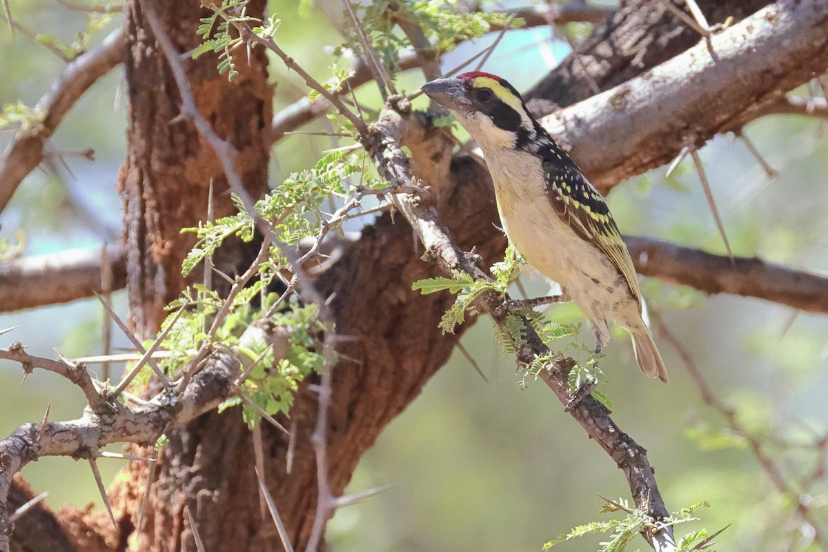 Red-fronted Barbet - ML645704741