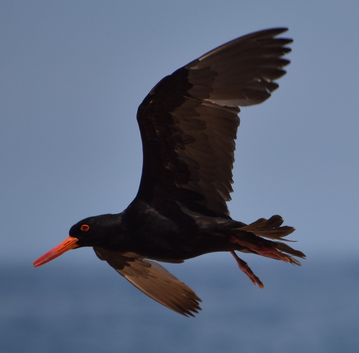 Sooty Oystercatcher - ML645704751