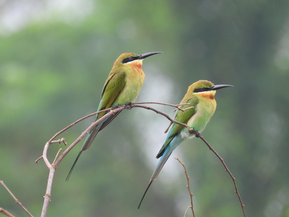 Blue-tailed Bee-eater - ML645704752