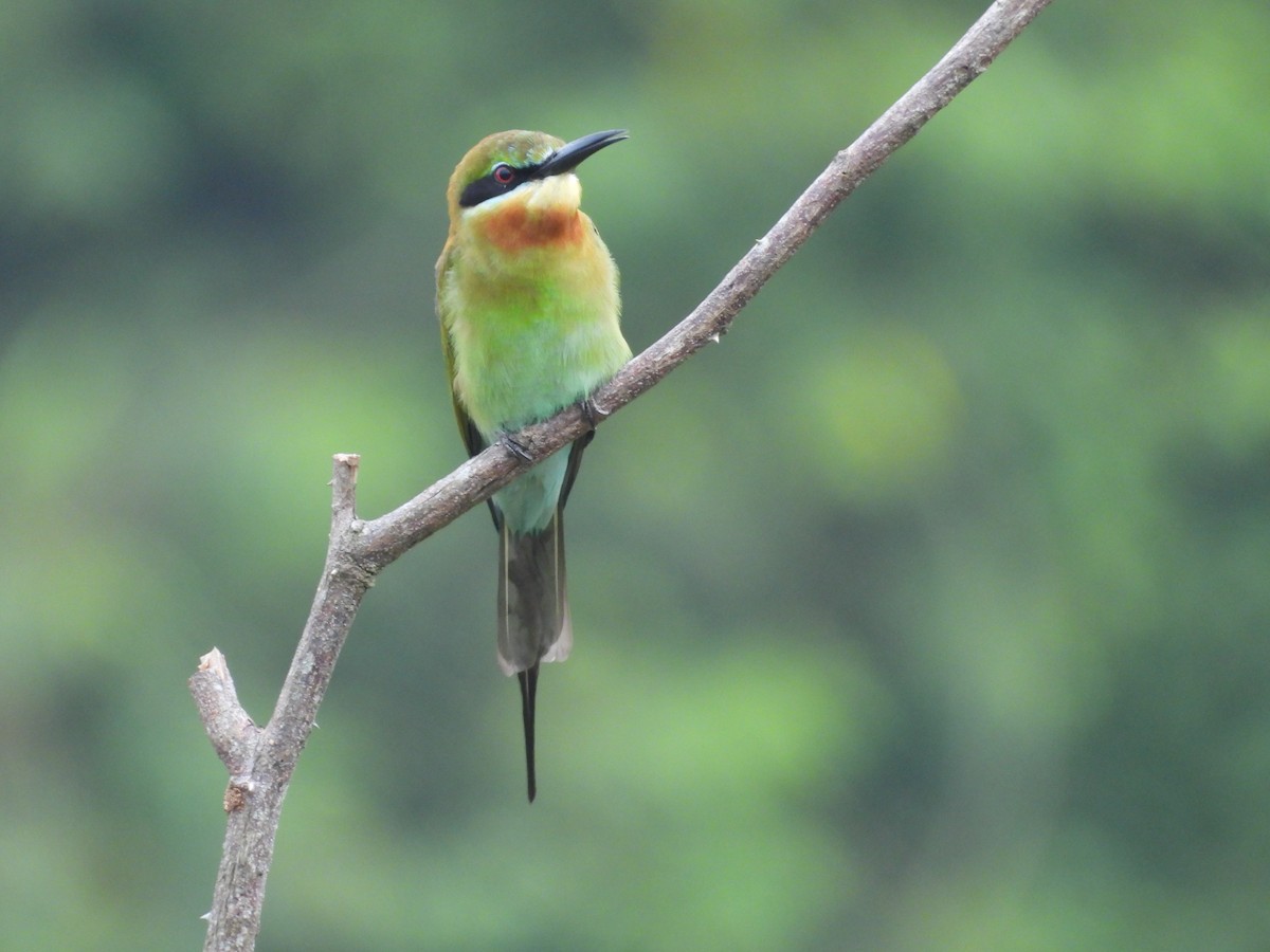 Blue-tailed Bee-eater - ML645704753
