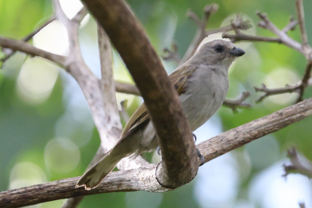 Lesser Honeyguide - ML645704758