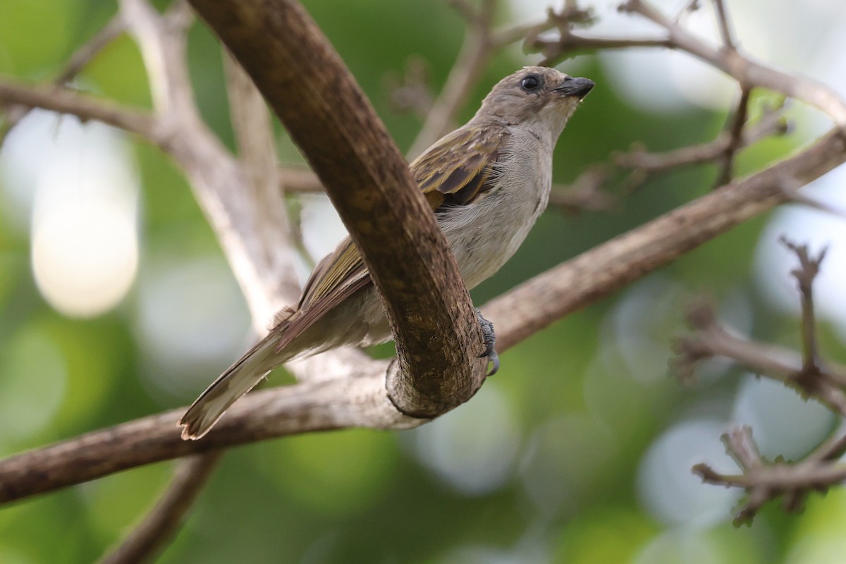 Lesser Honeyguide - ML645704759