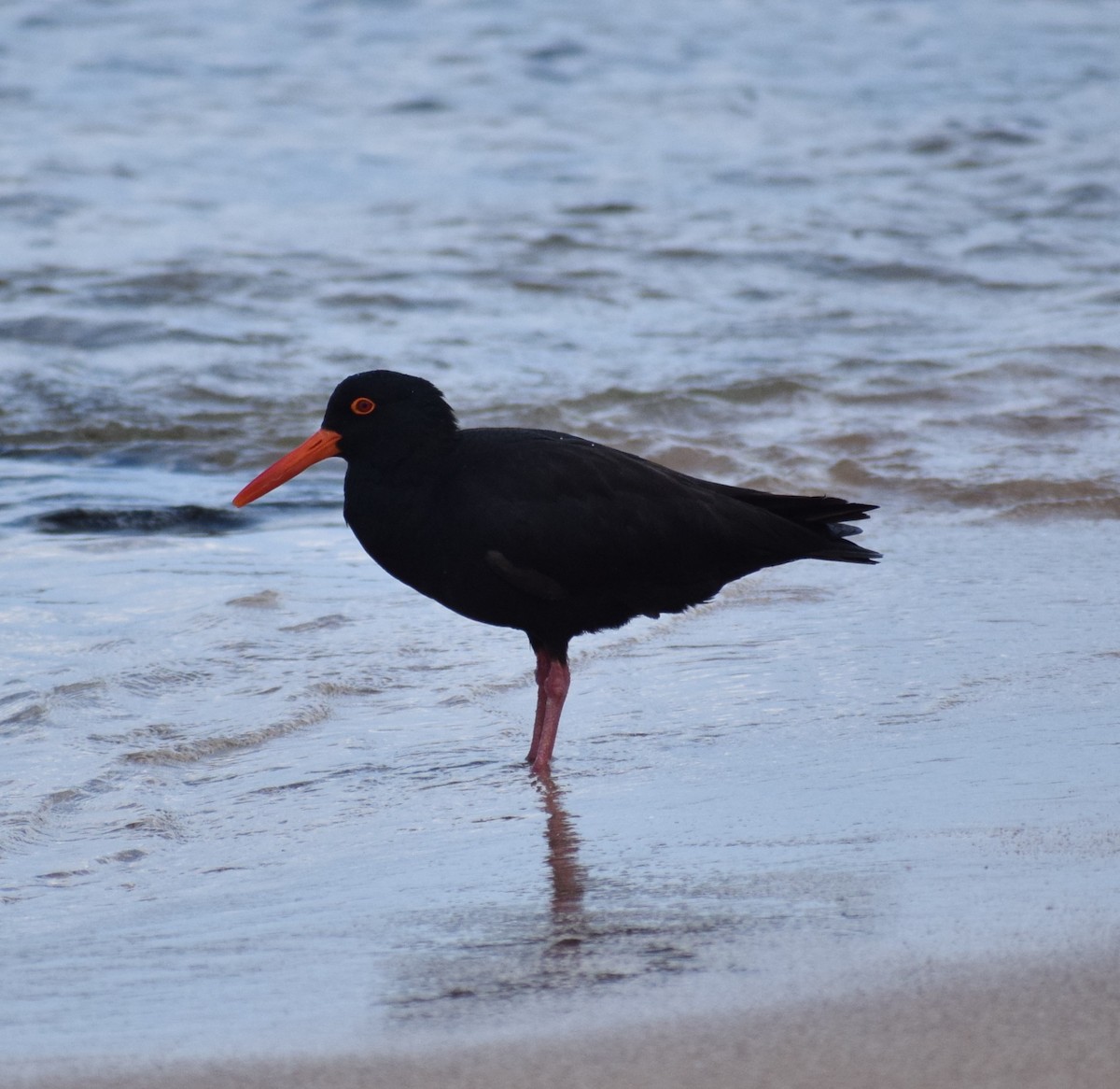 Sooty Oystercatcher - ML645704760