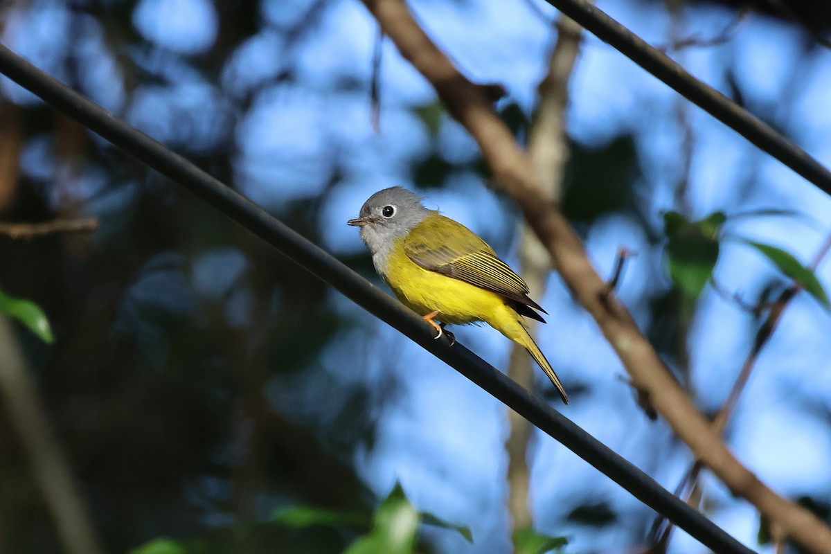 Сероголовая комароловка - ML645704767