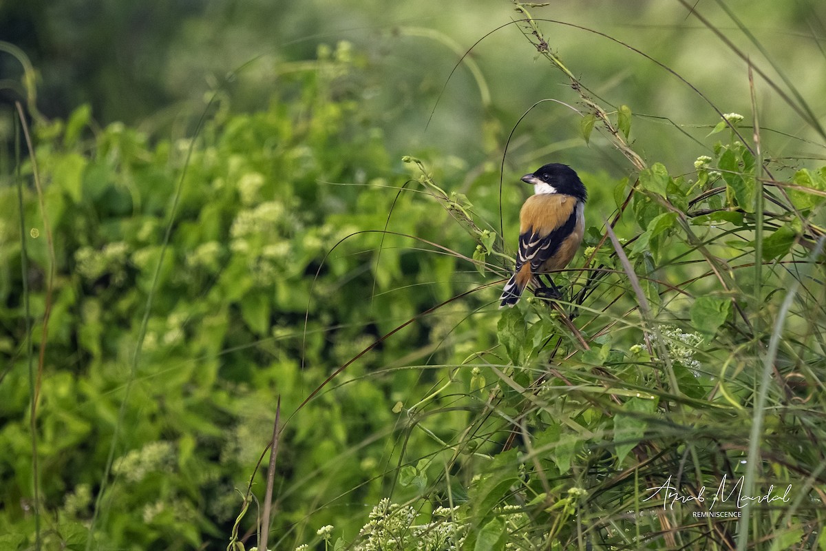 Long-tailed Shrike - ML645704774