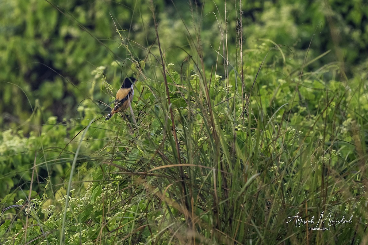 Long-tailed Shrike - ML645704775