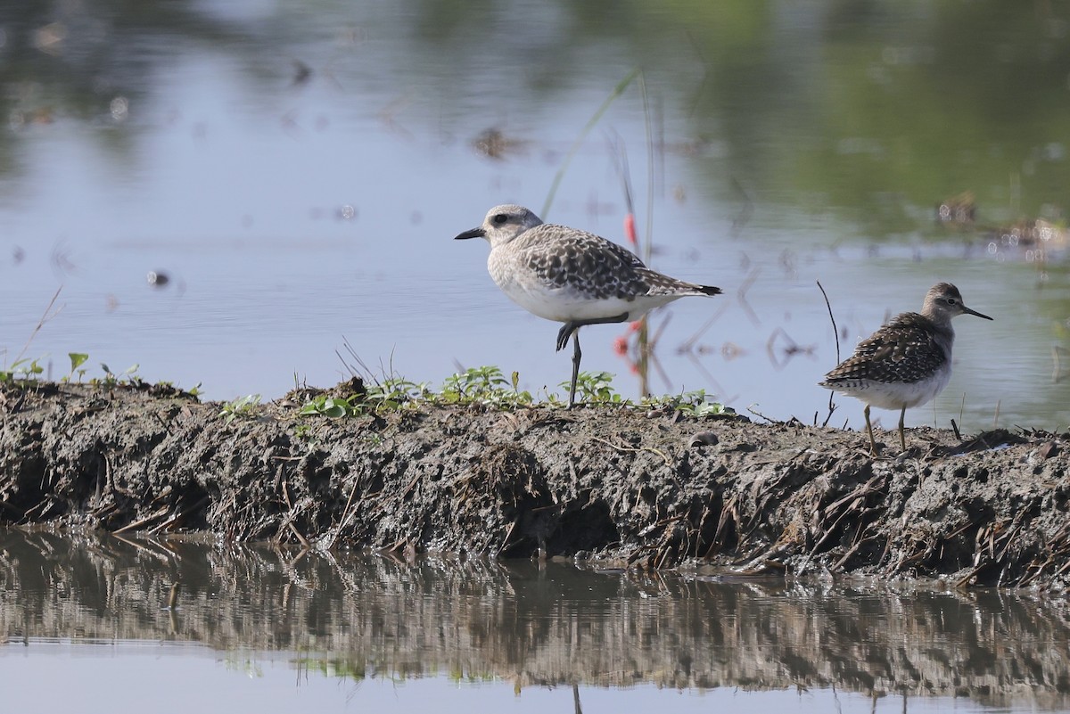 Chorlito Gris - ML645704776