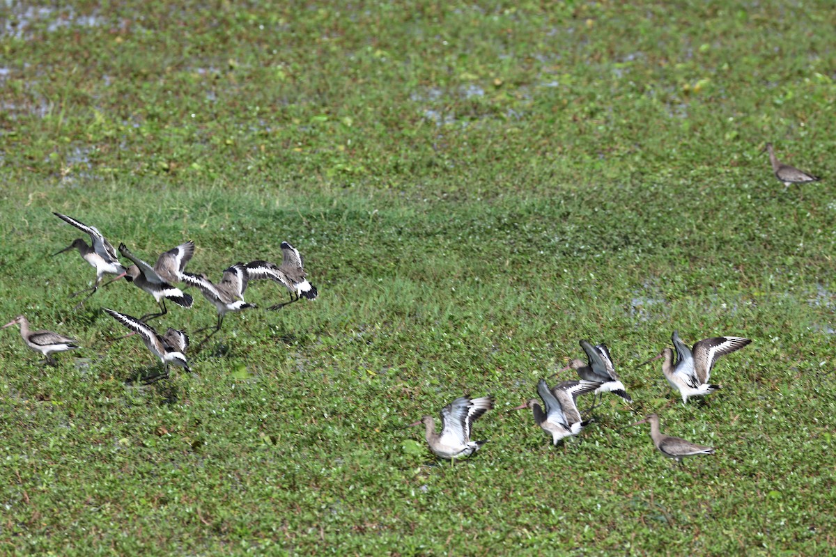 Black-tailed Godwit - ML645704778