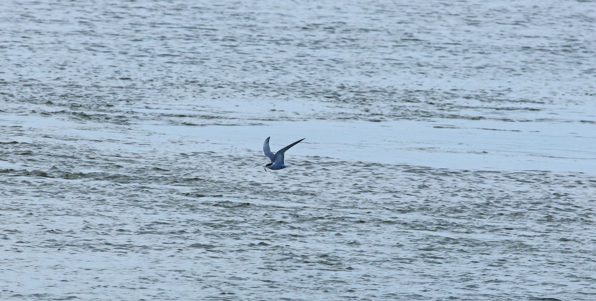 Речная крачка - ML645704780