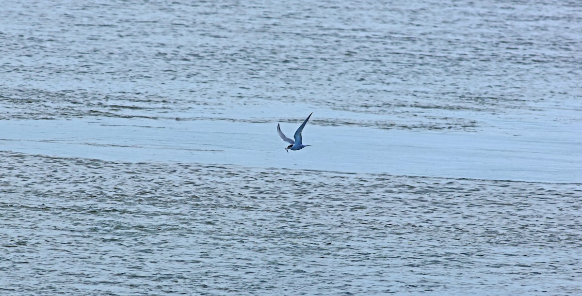 Речная крачка - ML645704781