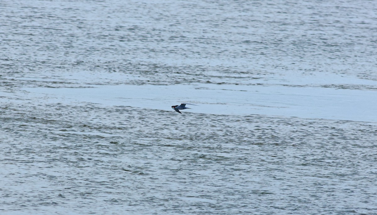 Речная крачка - ML645704782