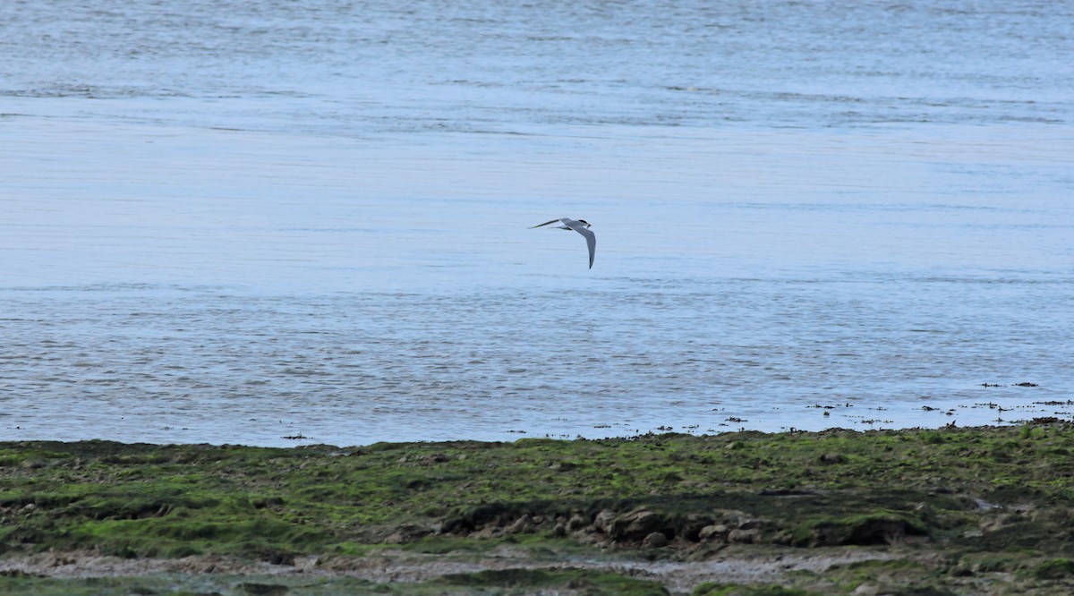 Речная крачка - ML645704783