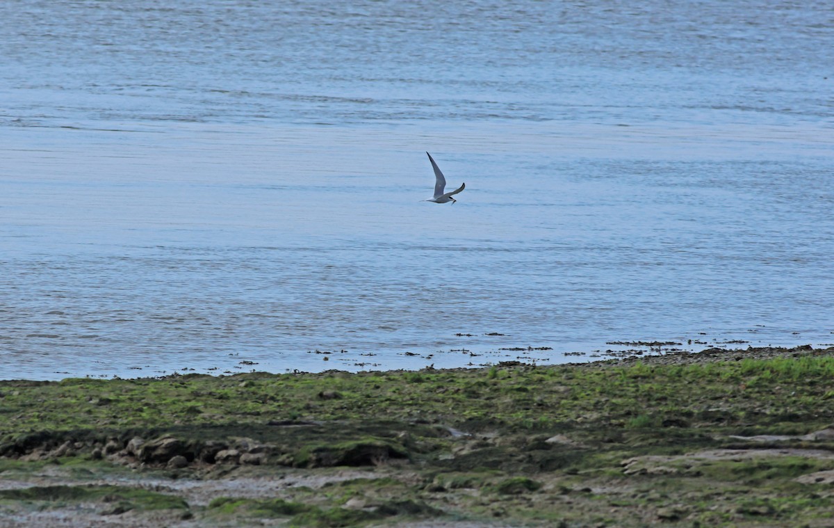 Речная крачка - ML645704784