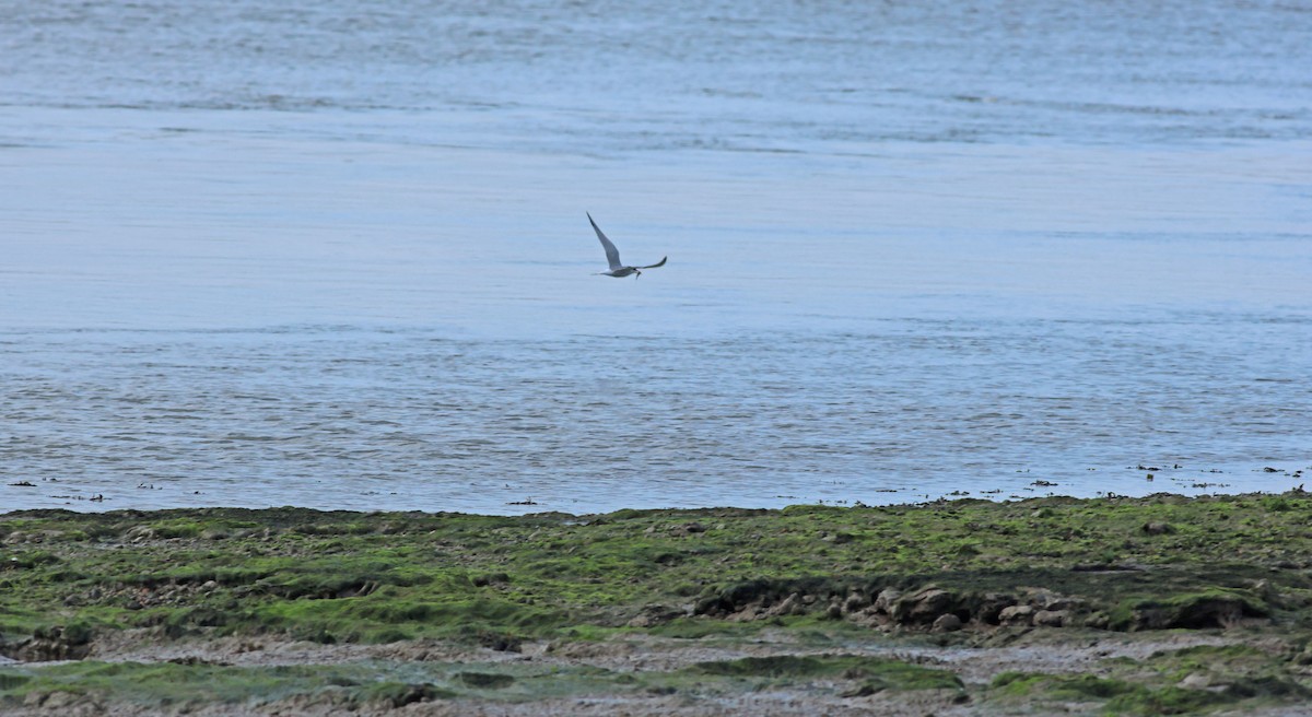 Речная крачка - ML645704785