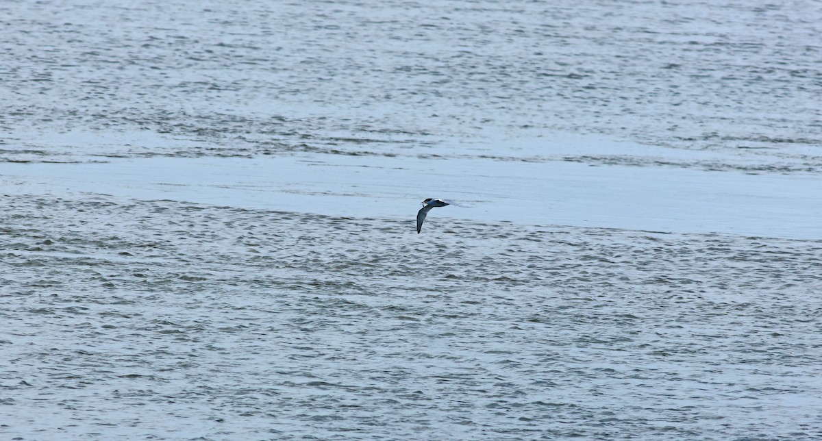 Речная крачка - ML645704786