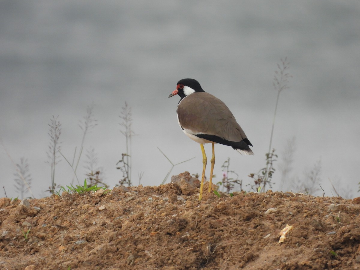 Red-wattled Lapwing - ML645704787