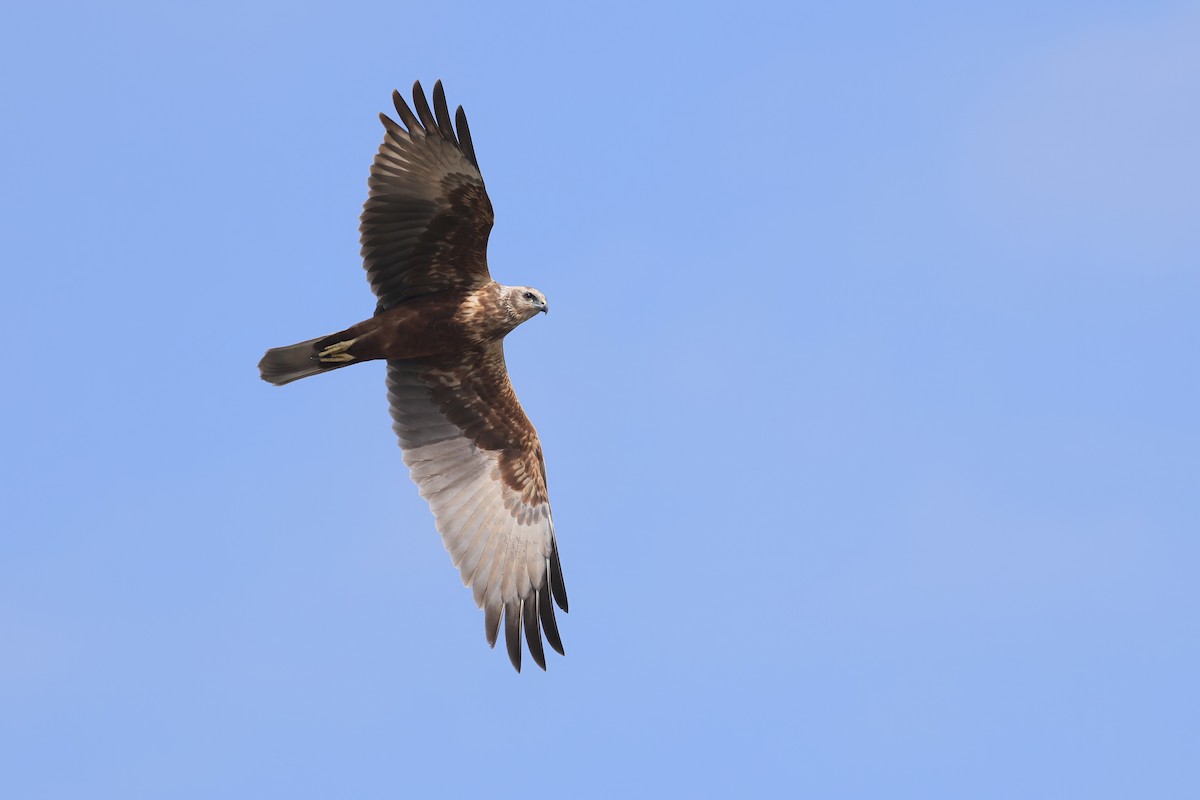 moták východní - ML645704793