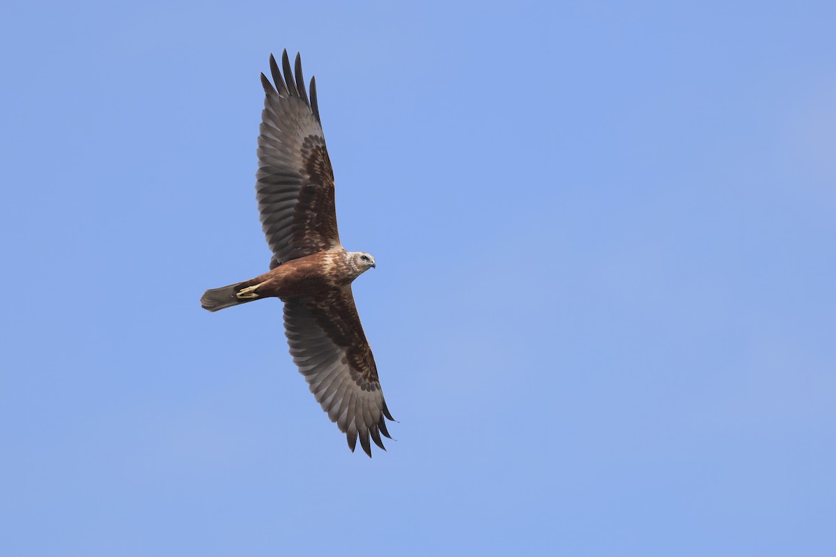 moták východní - ML645704794