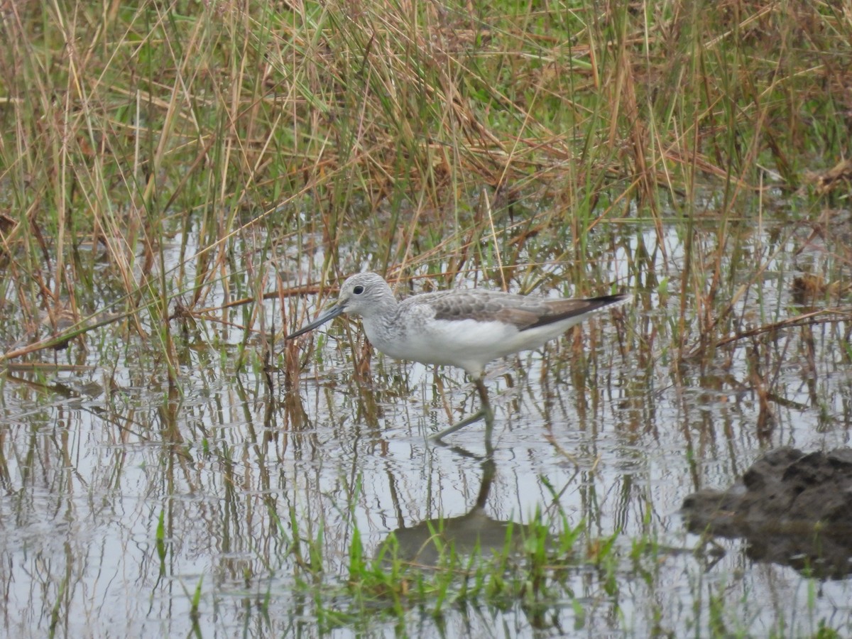 Common Greenshank - ML645704796