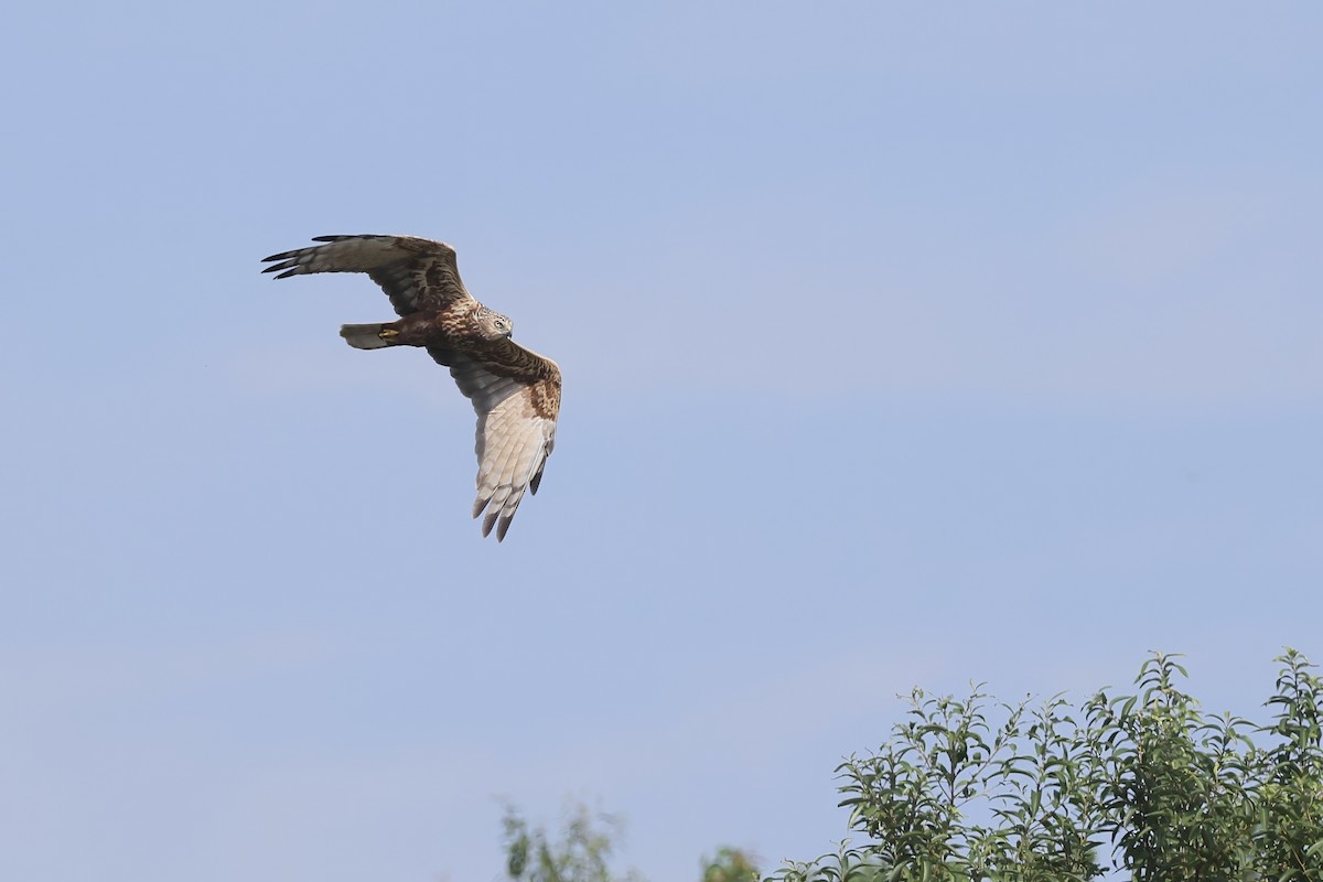 moták východní - ML645704799