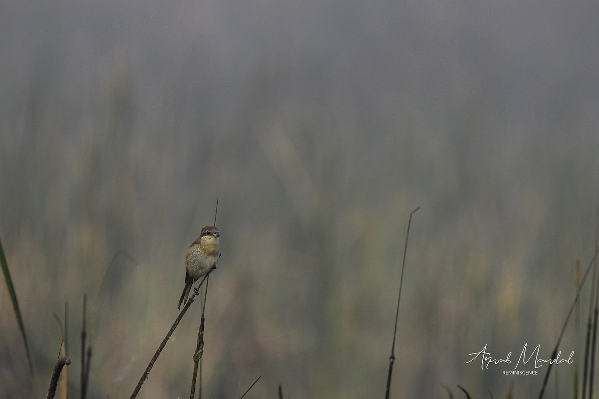 Brown Shrike - ML645704803