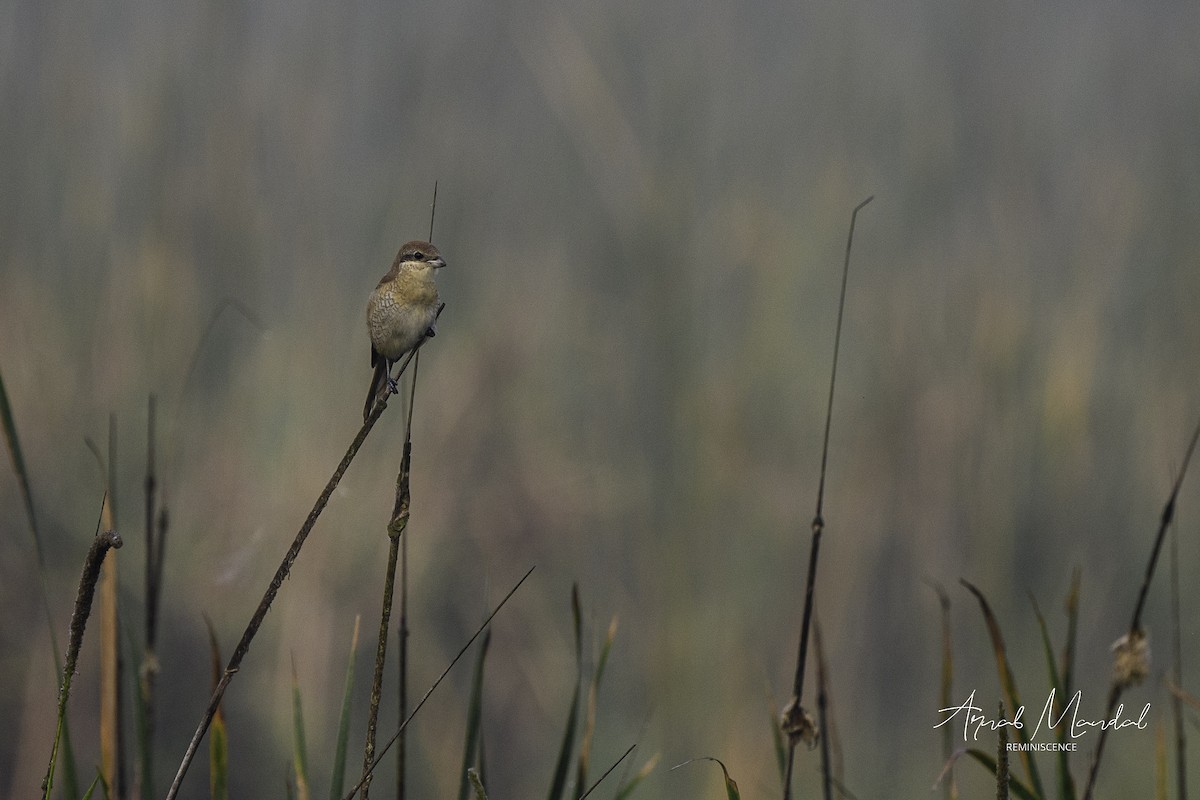 Brown Shrike - ML645704804