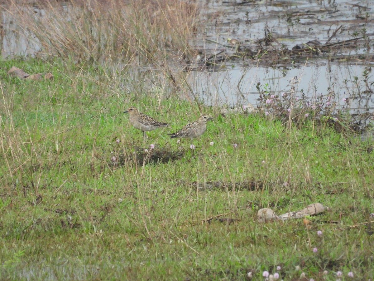 Pacific Golden-Plover - ML645704806