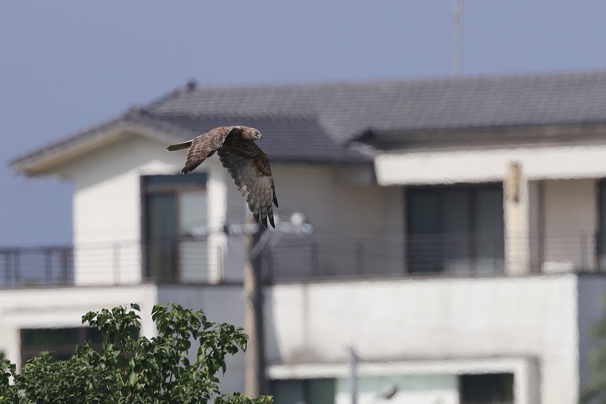 moták východní - ML645704807