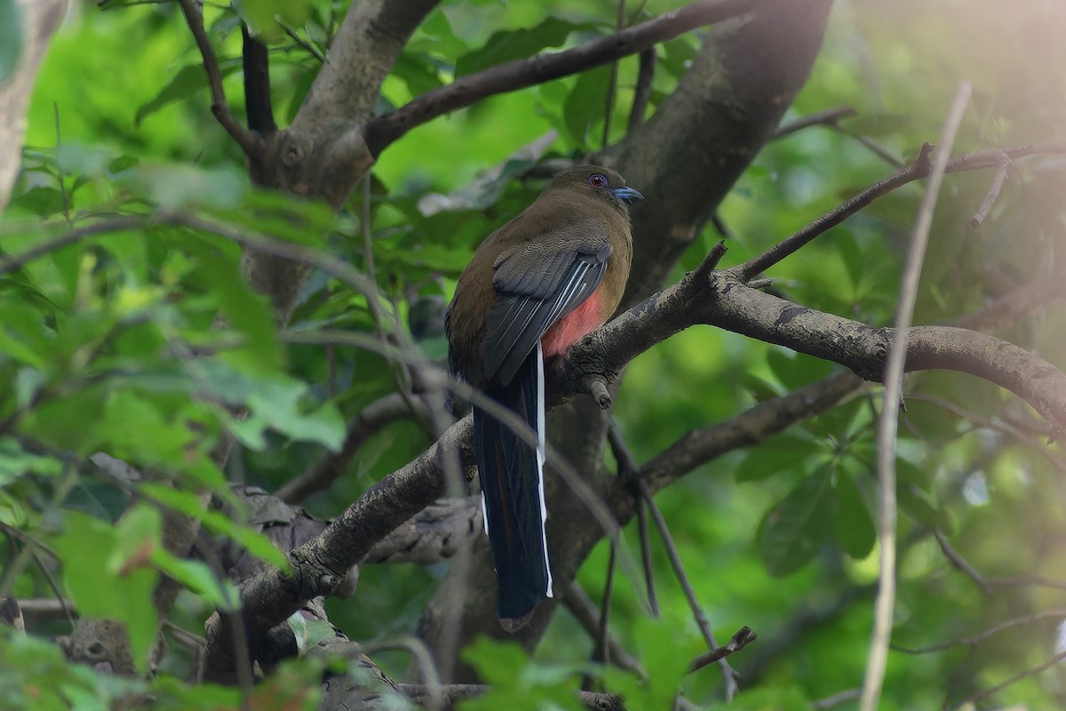 Трогон червоноголовий - ML645704818