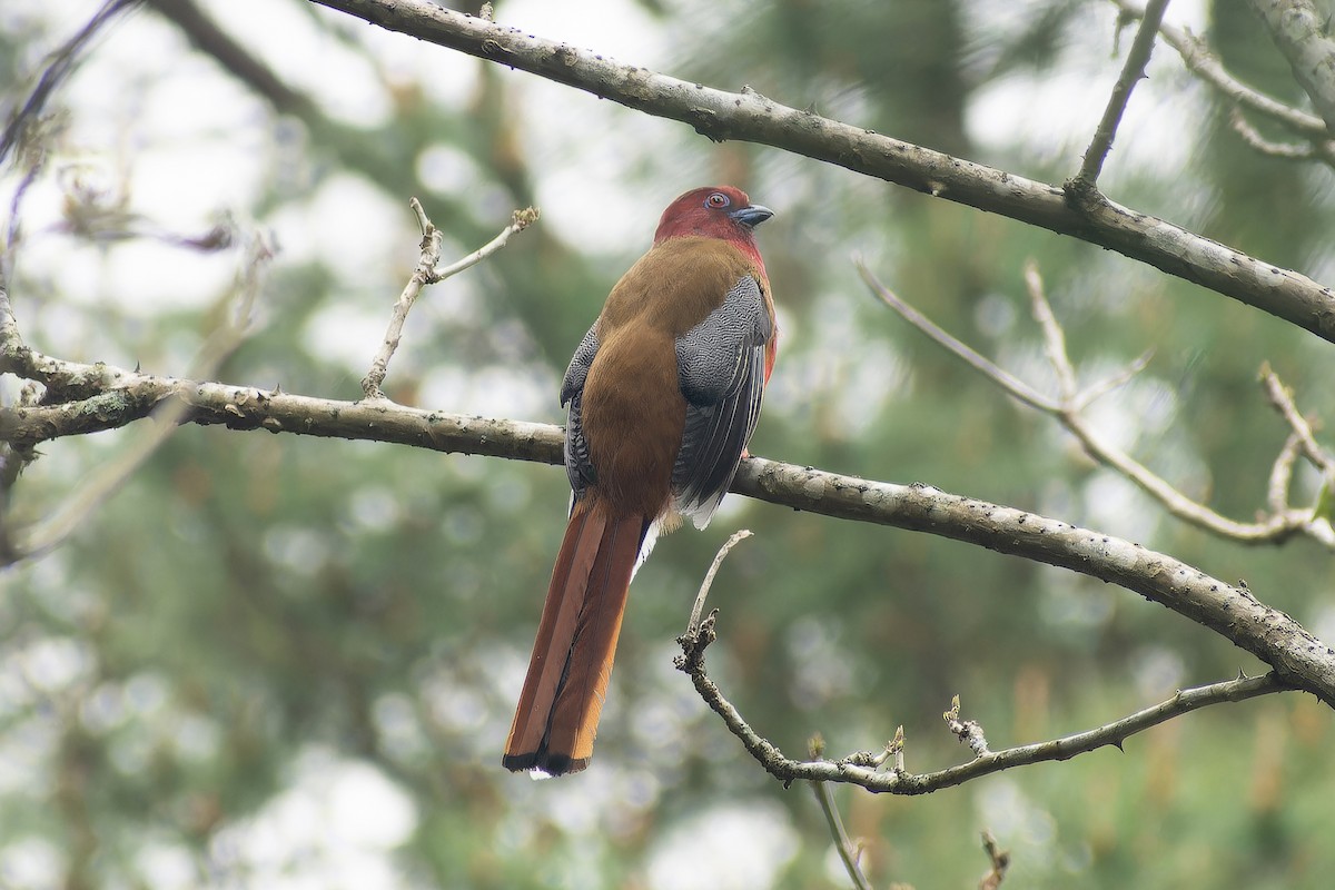 Трогон червоноголовий - ML645704819