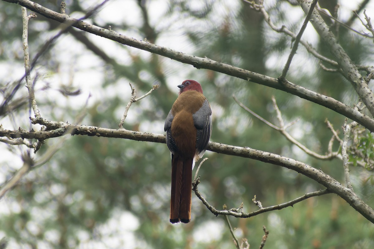 Трогон червоноголовий - ML645704821