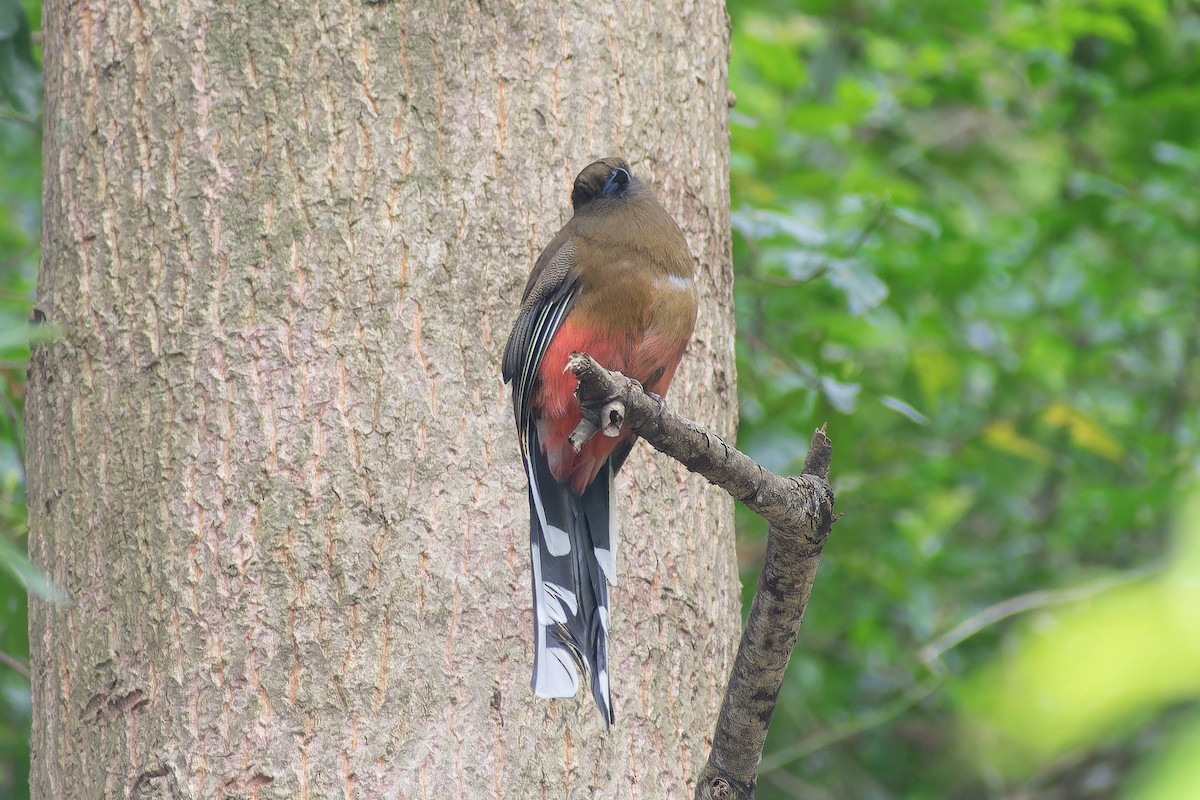 Трогон червоноголовий - ML645704836