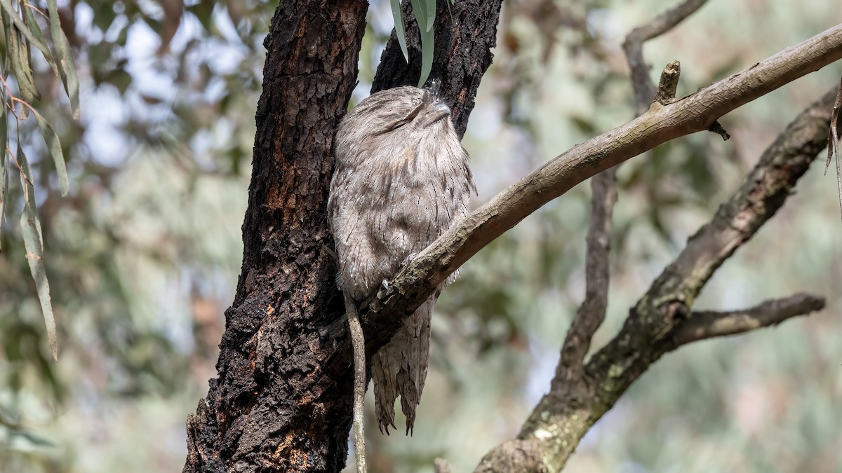 Tawny Frogmouth - ML645704845