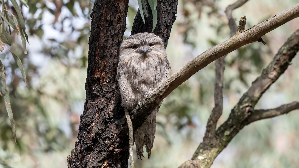 Tawny Frogmouth - ML645704846